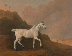 A Grey Arab Stallion in a Desert Landscape by John Boultbee