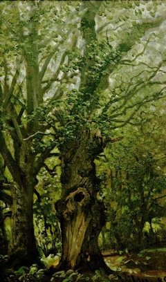 Alte Eichen im Wald (Vilm) by Hermann Eschke