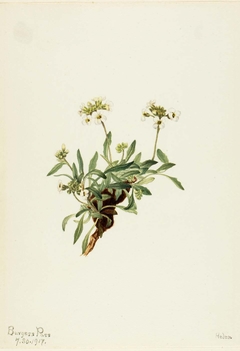 Arabis drummondii by Mary Vaux Walcott