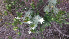 Banksia and Flannel Flowers by Margaret Preston