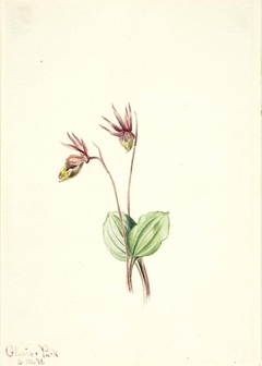 Calypso (Cytherea bulbosa) by Mary Vaux Walcott