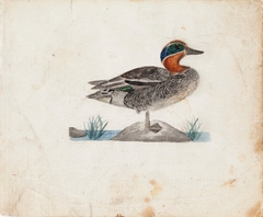 Eurasian Teal by Ferdinand von Wright