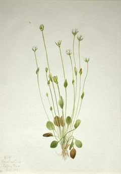 Gray Ragwort (Senecio canus) by Mary Vaux Walcott