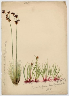 Heath rush and Three flowered rush (Juncus triglumis) - William Catto - ABDAG016226 by William Catto