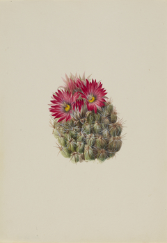 Hedgehog Cactus (Coryphantha arizonica) by Mary Vaux Walcott