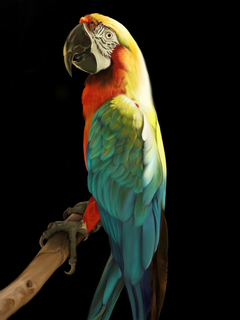 Macaw by Donna Browning