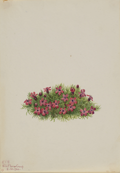 Moss Campion (Silene acaulis) by Mary Vaux Walcott