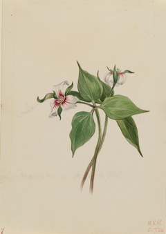 Painted Trillium (Trillium undulatum) by Mary Vaux Walcott