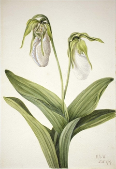 Pale Lady's Slipper (Cypridedium acaule) by Mary Vaux Walcott