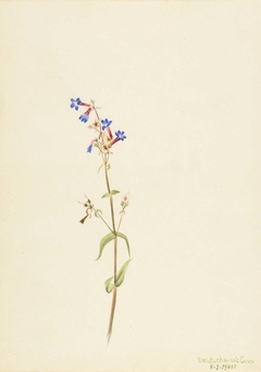 Pentstemon (Pentstemon procerus) by Mary Vaux Walcott