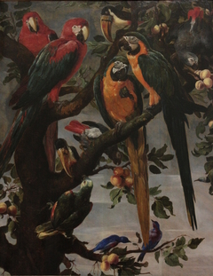 Perroquets et autres oiseaux by Frans Snyders