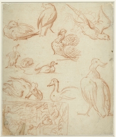 Schetsen van een compositie en verschillende vogels by Melchior d'Hondecoeter