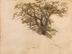 Study of an Oak by Adolph Tidemand