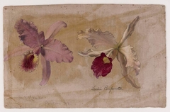 Study of Lealia Purpurata and Another Orchid by Martin Johnson Heade