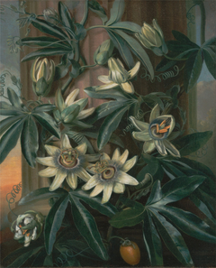 The Blue Passion Flower, for Robert John Thornton’s Temple of Flora (London, 1799–1812) by Philip Reinagle