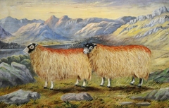 View of Windemere and Langdale Pikes with Two Swaledale Ewes by William Taylor Longmire