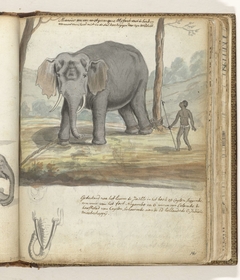 Wilde olifant tussen bomen gebonden by Jan Brandes