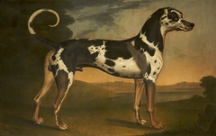 A Great Dane, called 'Turpin' by Thomas Stringer