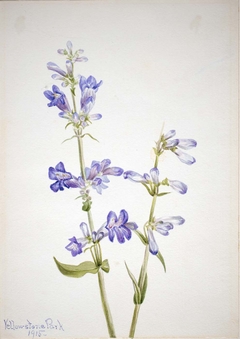 Blue Beard-Tongue (Pentstemon) by Mary Vaux Walcott