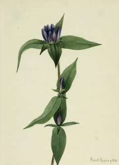 Bottle Gentian (Gentiana saponaria) by Mary Vaux Walcott