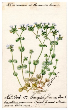 Broad-leaved Mouse-eared chickweed (Cerastium vulgatum) - William Catto - ABDAG016289 by William Catto