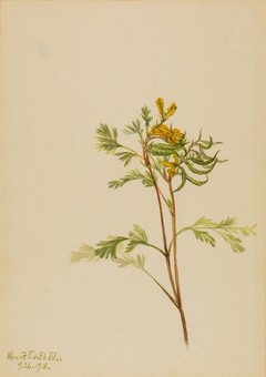 Capnoides aureum by Mary Vaux Walcott