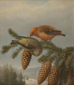 Crossbills by Ferdinand von Wright