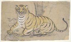 Drawing of a tiger by Anonymous