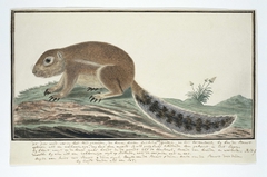 Eekhoorn (Xerus inauris) by Robert Jacob Gordon