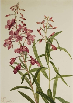 Fireweed (Epilobium angustifolium) by Mary Vaux Walcott