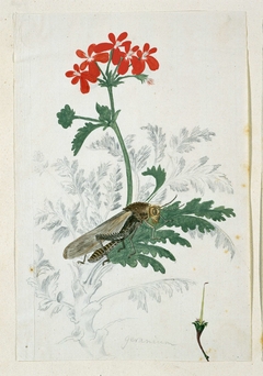 Geranium (Pelargonium fulgidum L'Hérit) met rechtsonder de stamper by Robert Jacob Gordon