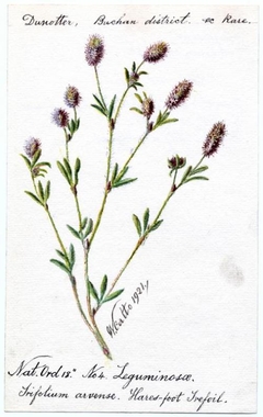 Hares-foor Trefoil (Trifolium arvense) - William Catto - ABDAG016048 by William Catto