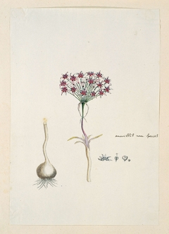 Hessea cinnamomea, met detailstudies van de knol en bloeiwijze by Robert Jacob Gordon