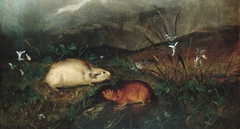 Hudson's Bay Lemming by John Woodhouse Audubon