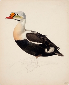 King Eider ; unfinished by Magnus von Wright