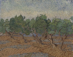 Olive Grove by Vincent van Gogh