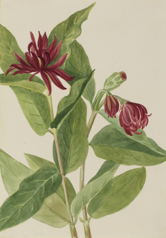 Spicebush (Calycanthus occidentalis) by Mary Vaux Walcott