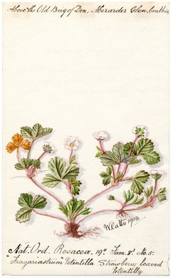 Strawberry leaved Potentilly (Fragariastrum Potentilla) - William Catto - ABDAG016051 by William Catto