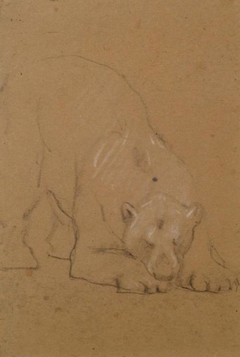 Study of a  Bear - John Macallan Swan - ABDAG003762 by John Macallan Swan