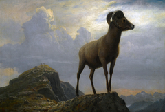 Study of a Bighorn Ram by Albert Bierstadt