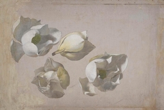 Study of Four Magnolia Blossoms by Martin Johnson Heade