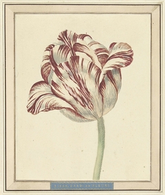 Tulp, met de naam Bisar, Kardinaal de Fleuri by Daniël Marot II