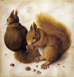 Two Squirrels by Albrecht Dürer