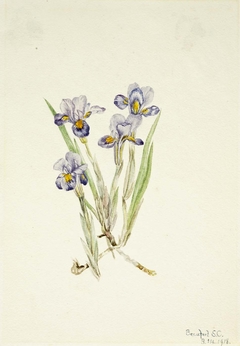 Vernal Iris (Iris verna) by Mary Vaux Walcott