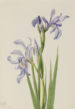 Western Blue Flag (Iris missouriensis) by Mary Vaux Walcott