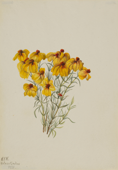 Zinnia (Zinnia grandiflora) by Mary Vaux Walcott