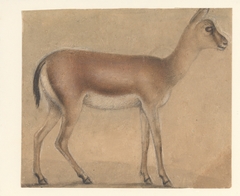 A Gazelle in Profile, Moving Toward the Right by Anonymous