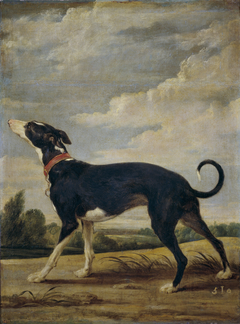 A greyhound on the prowl by Paul de Vos