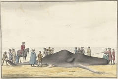 Aangespoelde potvis (cachelot) op het strand tussen Zandvoort en Wijk aan Zee, 20 februari 1762, van voren gezien by Vincent Jansz van der Vinne