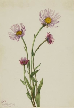 Alaska Fleabane (Erigeron salsuginosus) by Mary Vaux Walcott